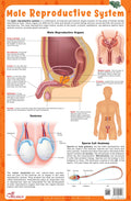 Male Reproductive System  Thick Laminated Chart
