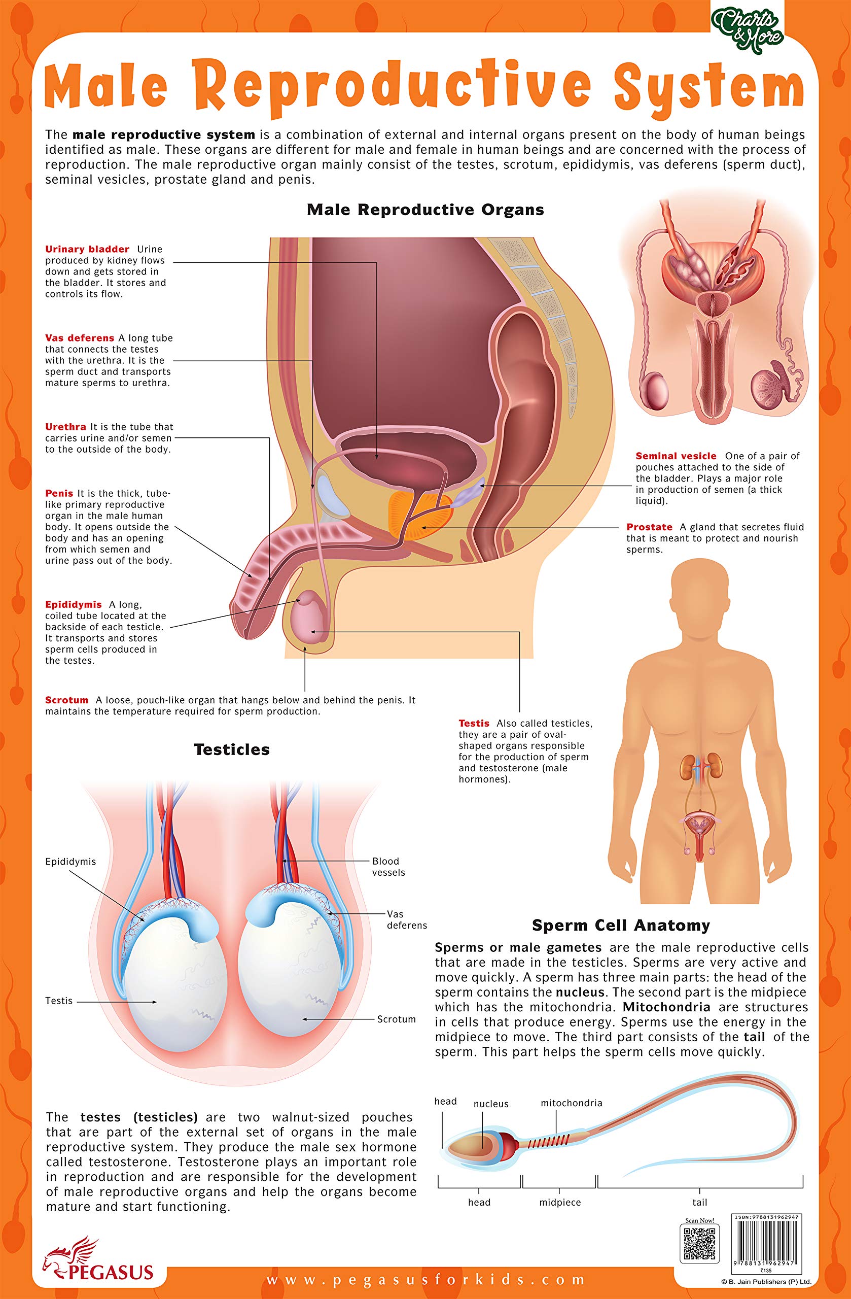 Male Reproductive System  Thick Laminated Chart