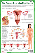 The Female Reproductive System  Thick Laminated Chart