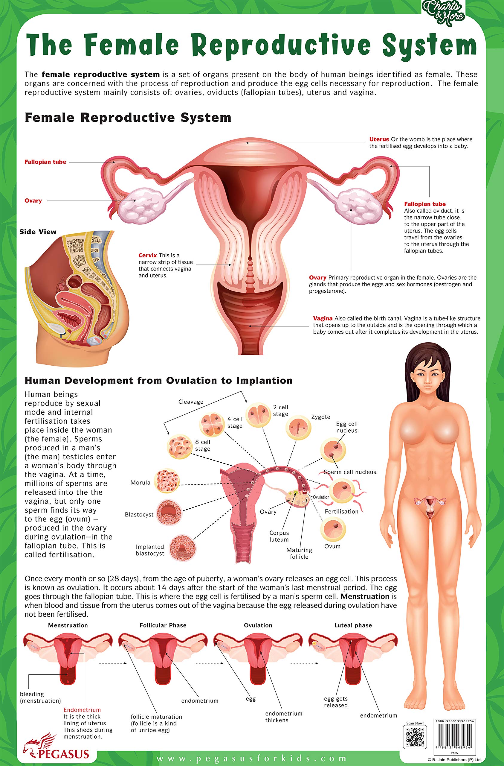 The Female Reproductive System  Thick Laminated Chart