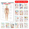 All in one Human Anatomy Chart : all in one anatomy chart, human body chart for kids, circulatory system chart, 16 in one spira