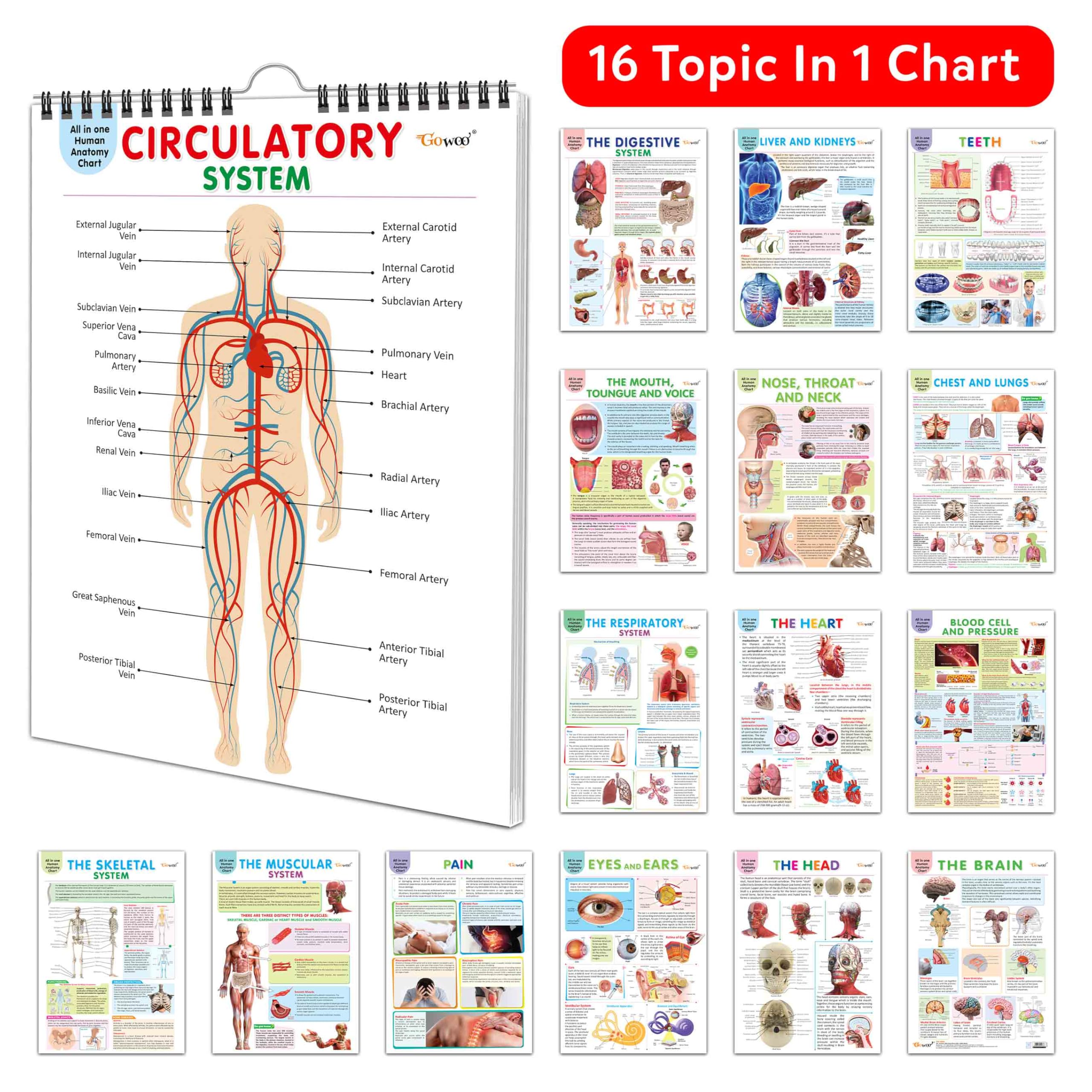 All in one Human Anatomy Chart : all in one anatomy chart, human body chart for kids, circulatory system chart, 16 in one spira