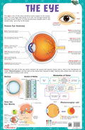 The Eye  Thick Laminated Chart