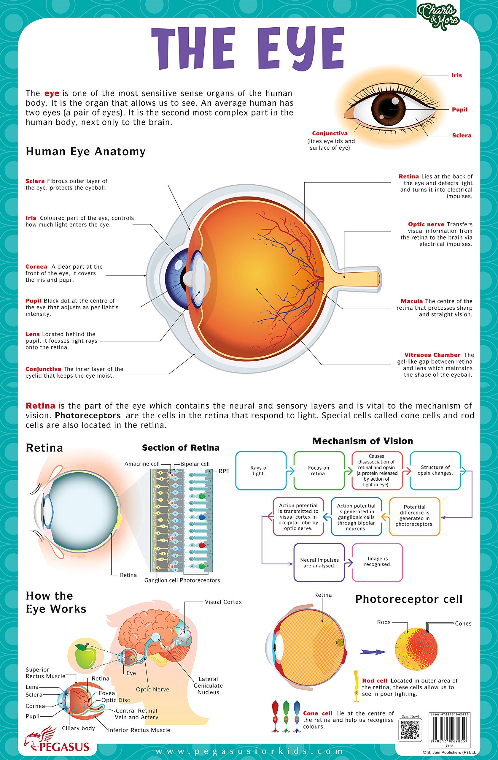 The Eye  Thick Laminated Chart
