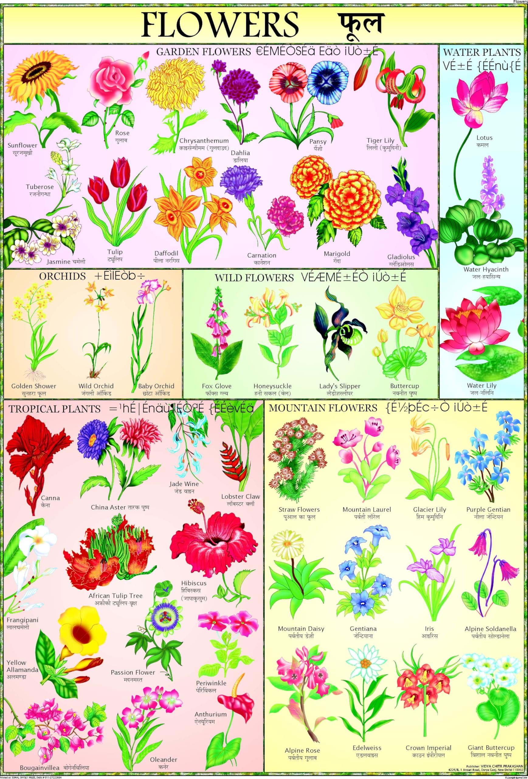 Flower Chart for Kids | 70 x 100 cm | Laminated