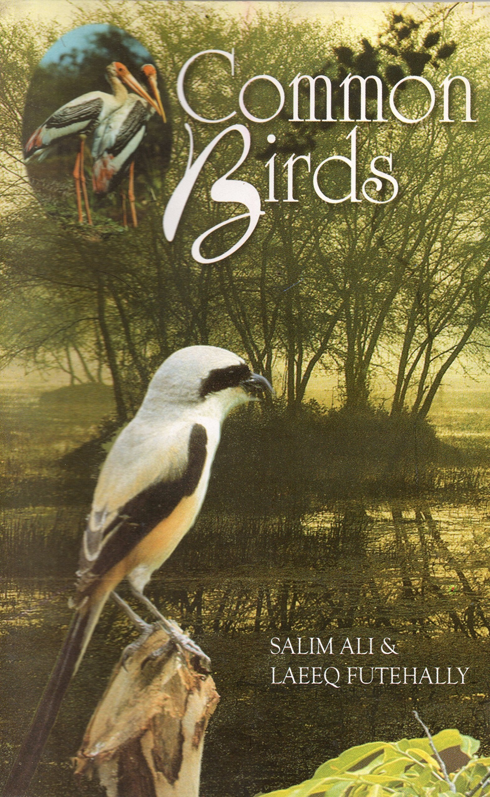 Common Birds